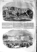 Original Old Antique Print 1853 Ben Short-Horned Bull Grand Duke Kinmel Park