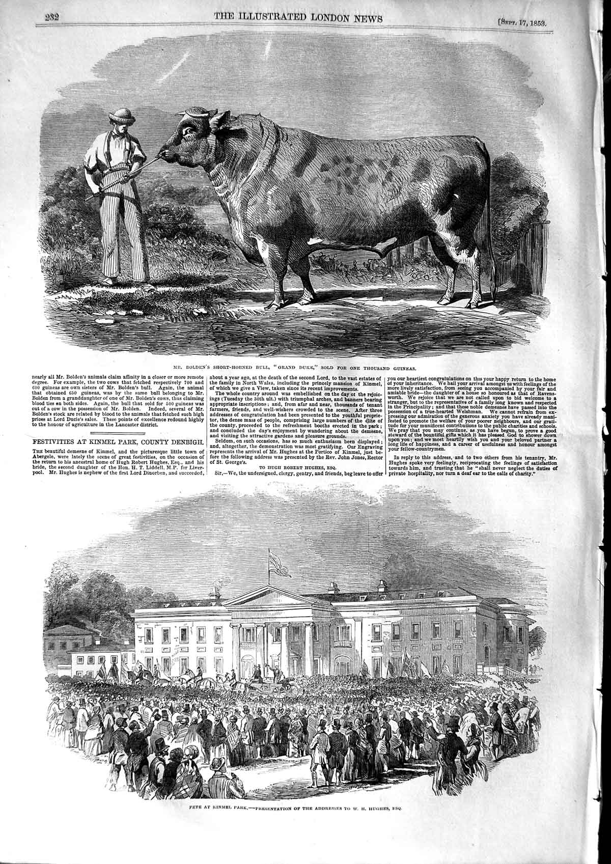Original Old Antique Print 1853 Ben Short-Horned Bull Grand Duke Kinmel Park