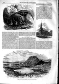 Old Antique Print 1853 Ant-Eaters Church Holyhead Ship Wreck Quito Huasco 19th