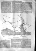 Original Old Antique Print 1853 Plan Battle Oltenitza War Danube Turkey Russia