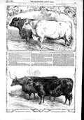 Old Antique Print 1853 Smithfield Club Cattle American Thrashing Machine 19th