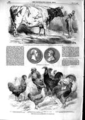 Original Old Antique Print 1853 Harry Verney Short-Horned Ox Smithfield Poultry
