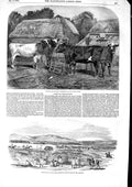 Original Old Antique Print 1853 Short-Horns Cattle Wairarapa Wellington Zealand