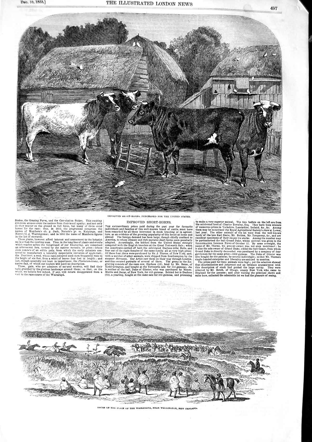 Original Old Antique Print 1853 Short-Horns Cattle Wairarapa Wellington Zealand
