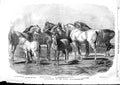 Original Old Antique Print 1853 Royal Stud Horse Paquita Caspar Arab Said H 19th