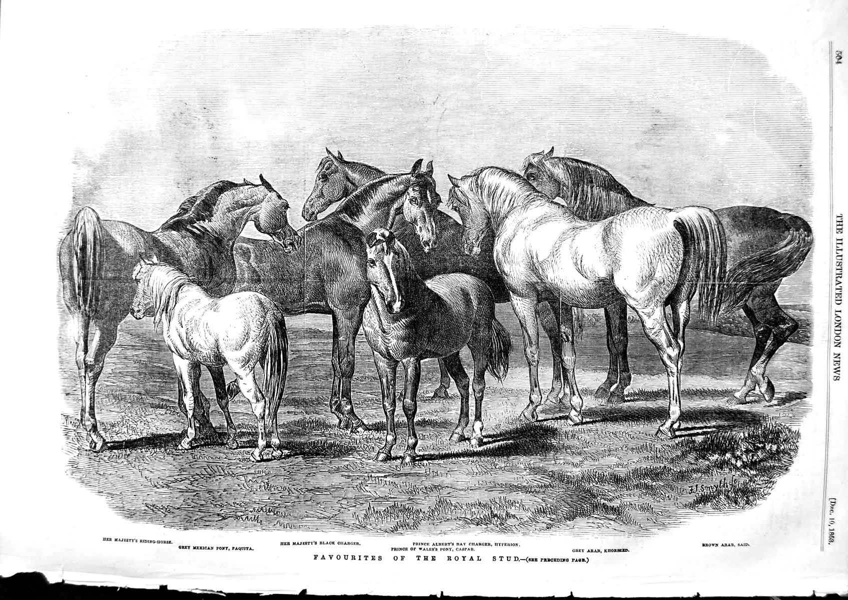 Original Old Antique Print 1853 Royal Stud Horse Paquita Caspar Arab Said H 19th