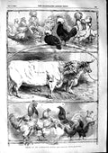 Original Old Antique Print 1853 Prize Cattle Poultry Birmingham Show Animals