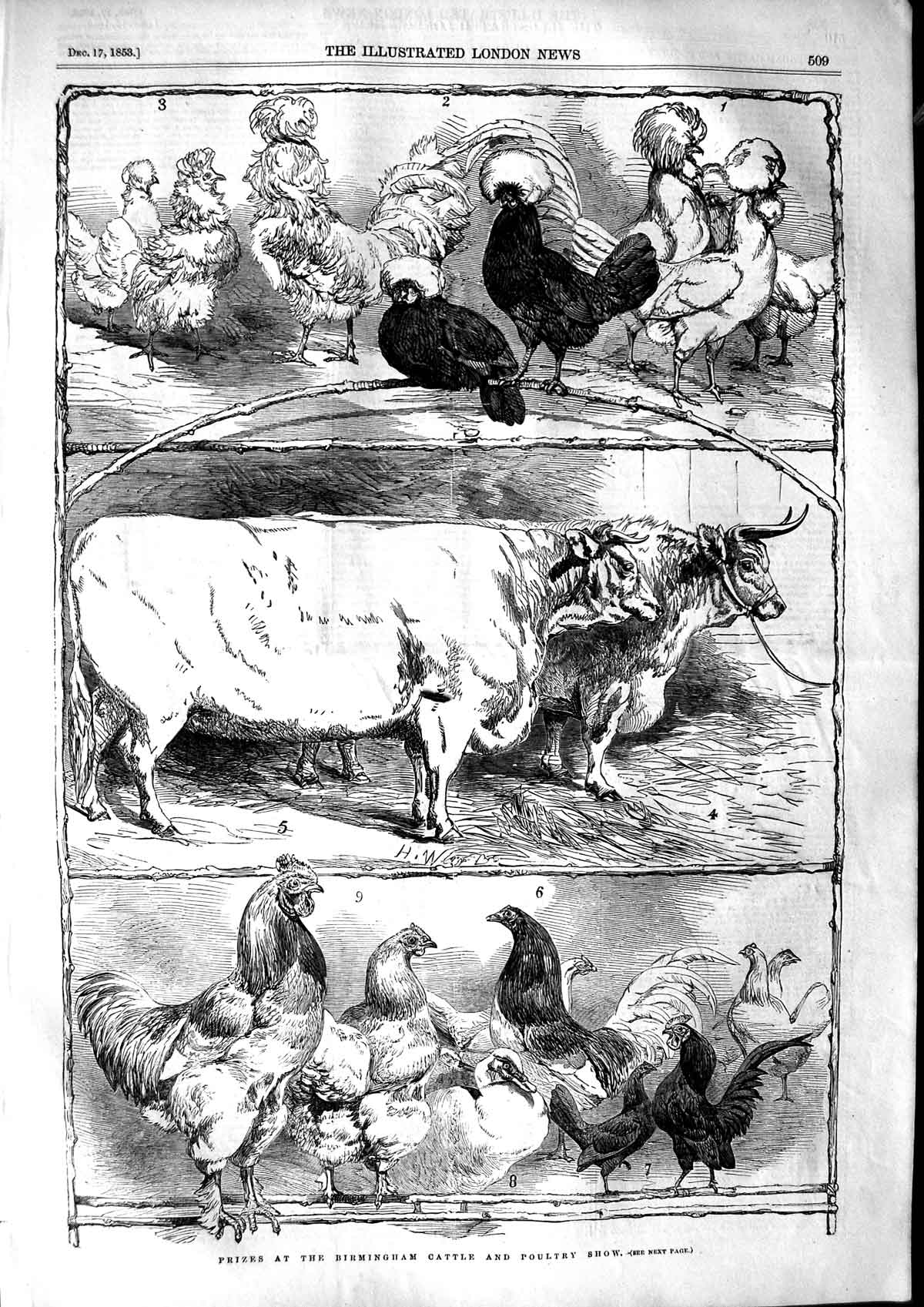 Original Old Antique Print 1853 Prize Cattle Poultry Birmingham Show Animals