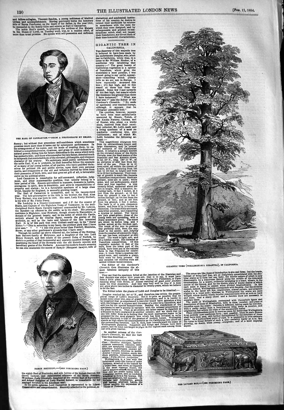 Old Antique Print 1854 Earl Carnarvon Tree California Brunnow Layard Box 19th
