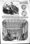 Original Old Antique Print 1854 Mallee Birds Zoo Egyptian Gallery British 19th