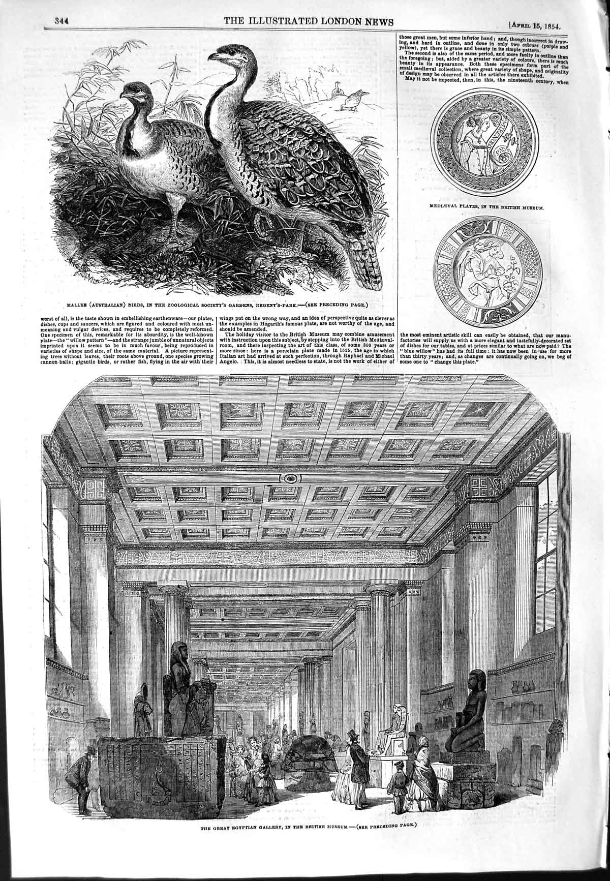 Original Old Antique Print 1854 Mallee Birds Zoo Egyptian Gallery British 19th