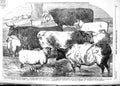 Original Old Antique Print 1854 Prize Cattle Royal Agricultural Society Lincoln
