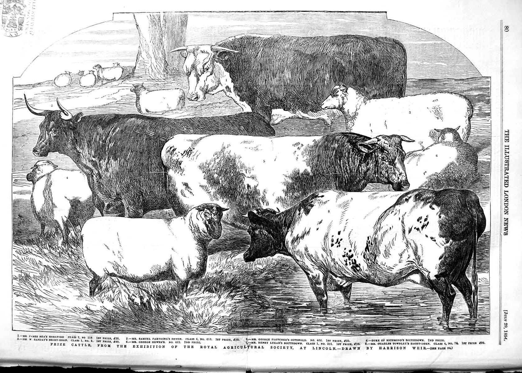 Original Old Antique Print 1854 Prize Cattle Royal Agricultural Society Lincoln