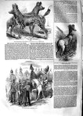 Original Old Antique Print 1854 Cape Hunting Dogs Mounted Cavalry Wild Sh 19th