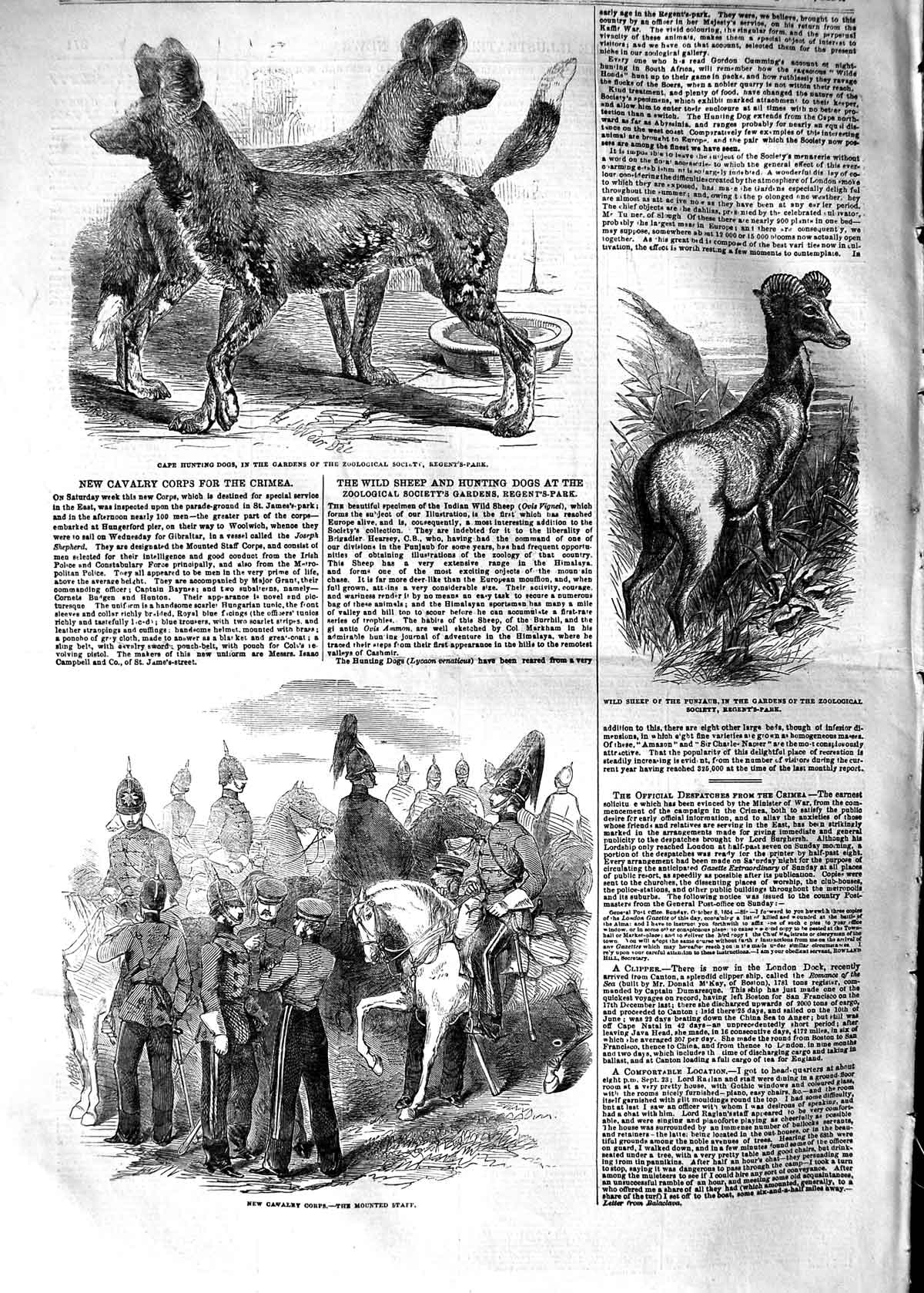 Original Old Antique Print 1854 Cape Hunting Dogs Mounted Cavalry Wild Sh 19th
