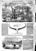Original Old Antique Print 1854 Matacong Africa Fort Fillmore Mexico Buffal 19th