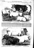 Old Antique Print 1854 Smithfield Club Cattle Show Duke Rutland Richmond 19th