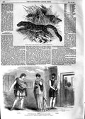 Old Antique Print 1854 Clouded Tigers Westminster Eunuchus Thais Parmeno 19th