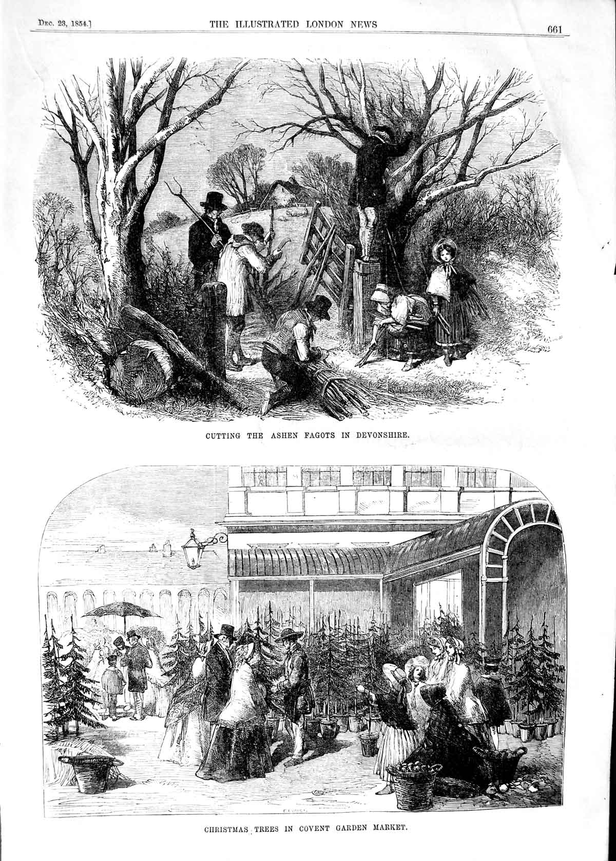 Old Antique Print 1854 Cutting Ashen Fagots Devonshire Tree Covent Garden 19th