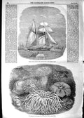 Original Old Antique Print 1854 Spanish Ship Sea Anemones Zoological Gardens