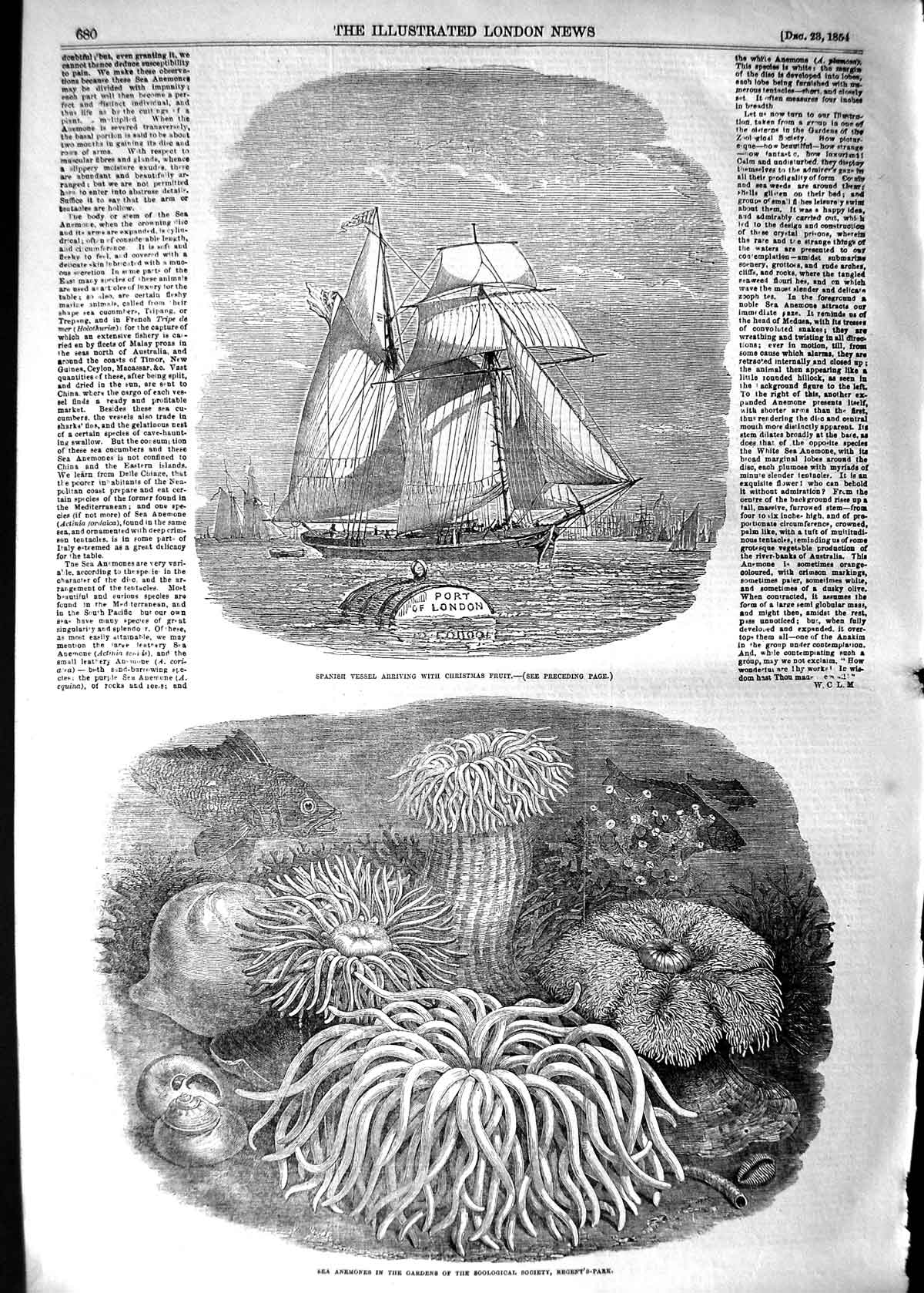 Original Old Antique Print 1854 Spanish Ship Sea Anemones Zoological Gardens