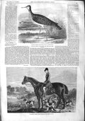 Old Antique Print 1855 Sandpiper Bird Fox Hunting Percy Williams Rufford 19th