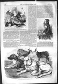 Original Old Antique Print 1855 Chamois Bernard Dogs Albert Smith Saxon 19th