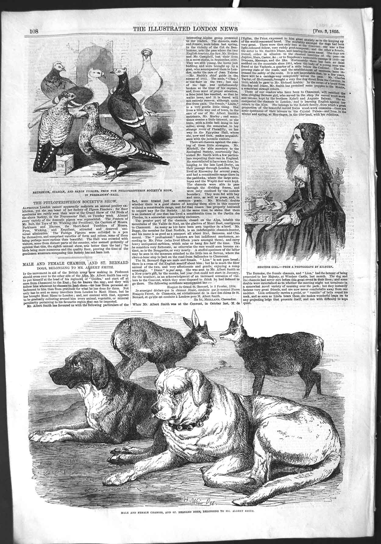 Original Old Antique Print 1855 Chamois Bernard Dogs Albert Smith Saxon 19th