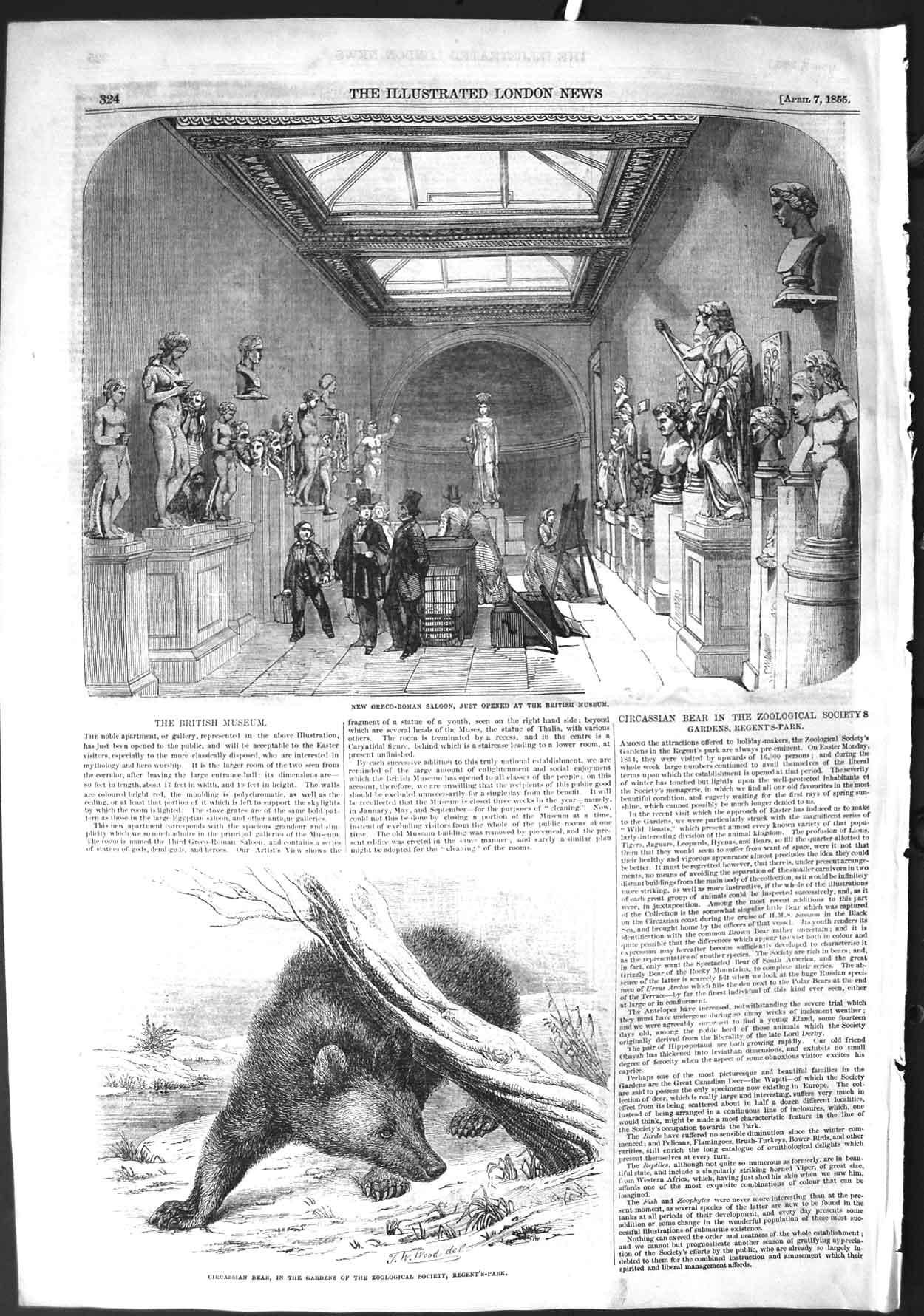 Old Antique Print 1855 Greco-Roman Saloon British Museum Circassian Bear 19th