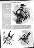 Original Old Antique Print 1855 Toco Toucan Aracari Toucanet Birds Selenidera
