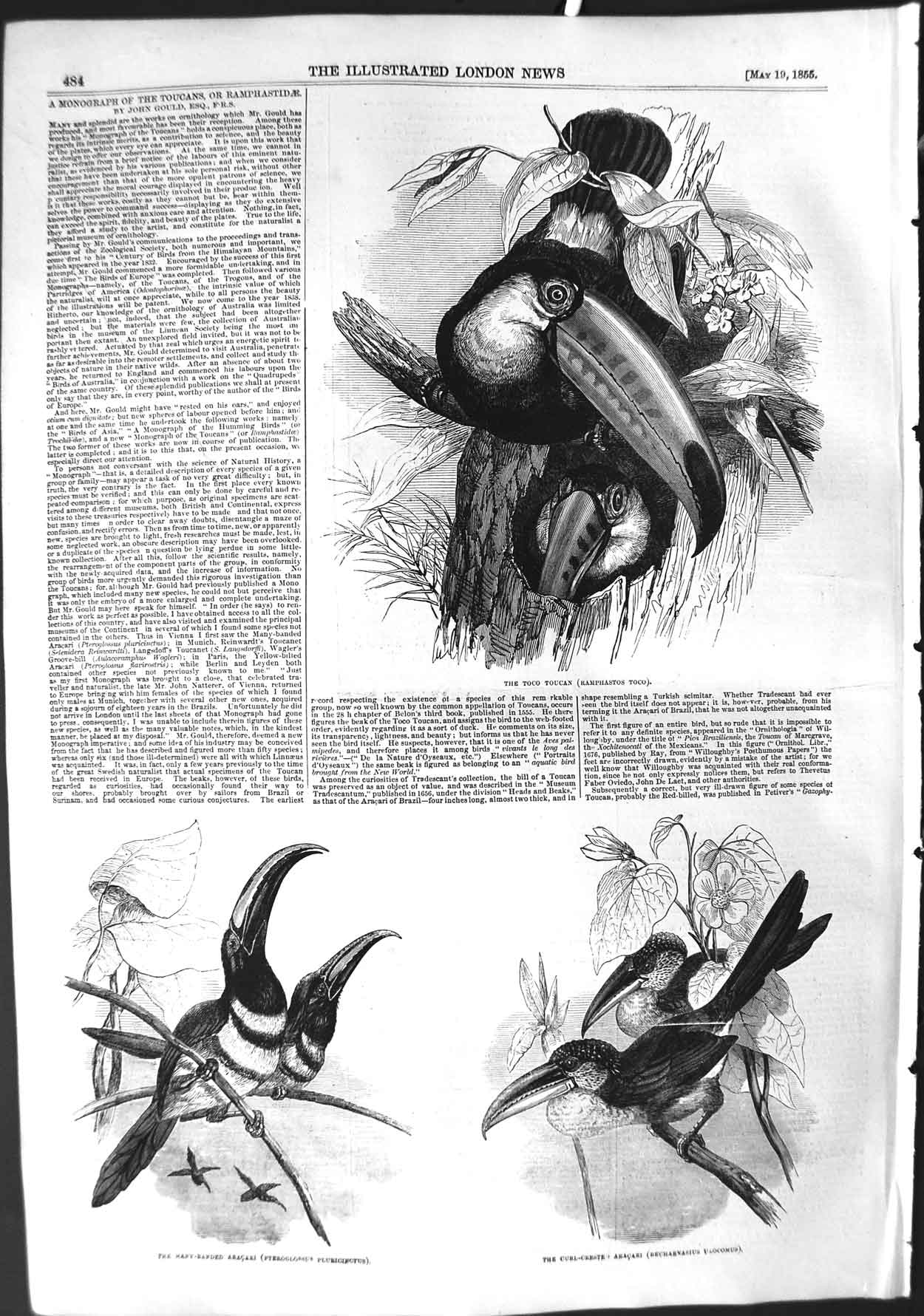 Original Old Antique Print 1855 Toco Toucan Aracari Toucanet Birds Selenidera