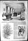 Old Antique Print 1855 Graeco-Roman Room British Museum Mangosteen Fruit 19th
