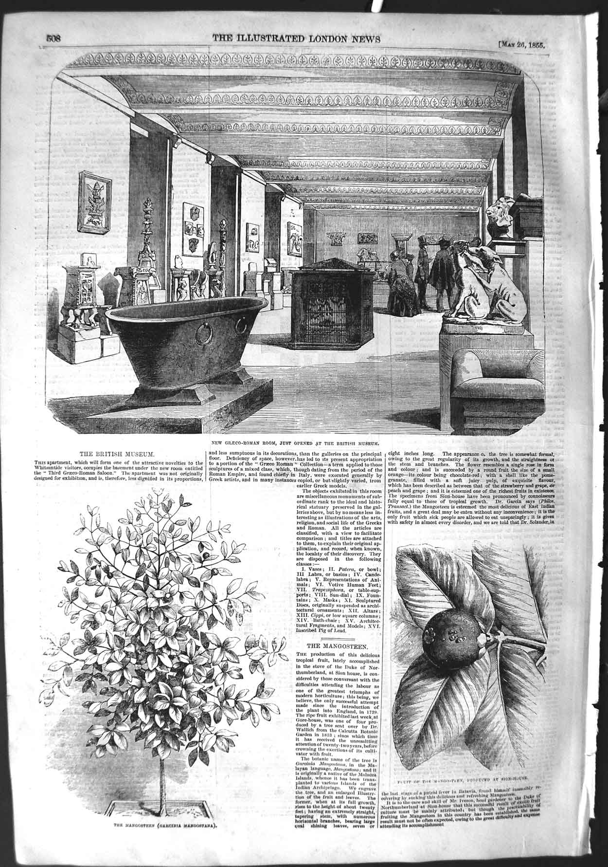 Old Antique Print 1855 Graeco-Roman Room British Museum Mangosteen Fruit 19th