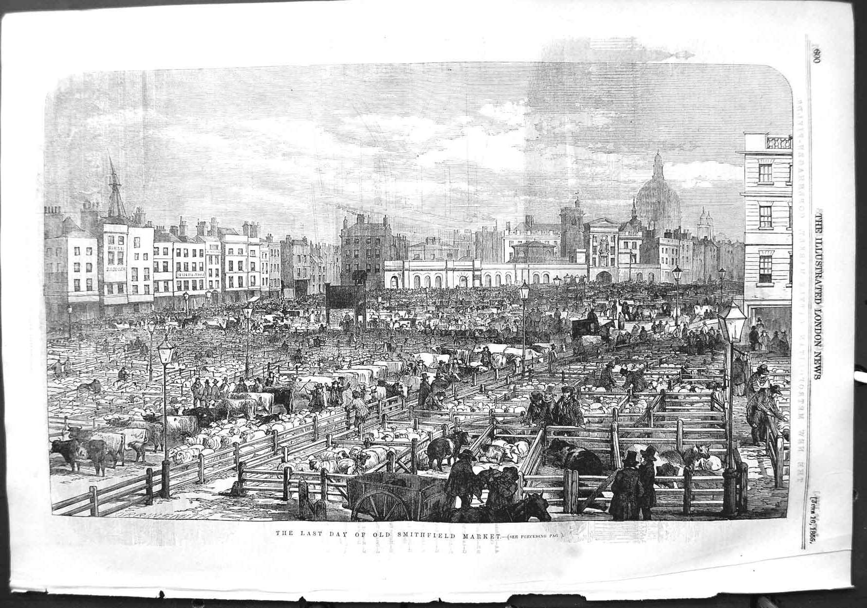 Old Antique Print 1855 View Smithfield Cattle Market Animals Sheep Pigs 19th