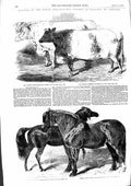 Old Antique Print 1855 Agricultural Show England Booth Bull Horses Read 19th