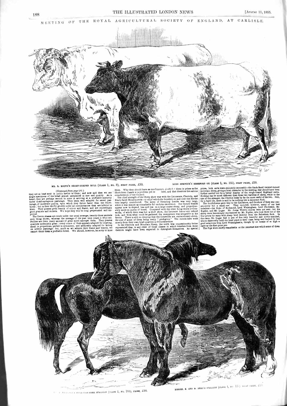 Old Antique Print 1855 Agricultural Show England Booth Bull Horses Read 19th