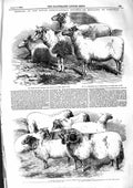 Old Antique Print 1855 Agricultural England Elliot Ram Sheep Robinson Ewe 19th