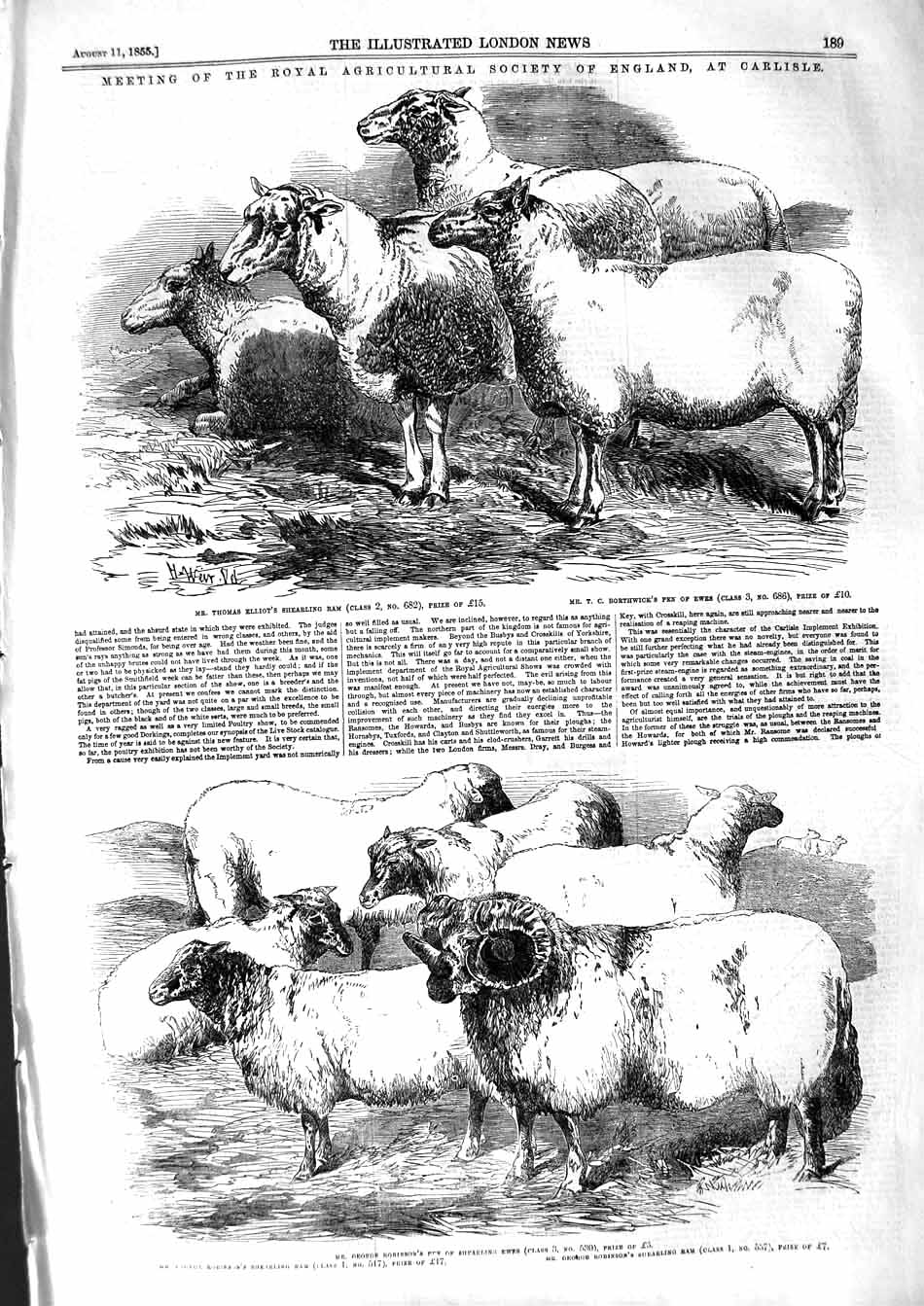 Old Antique Print 1855 Agricultural England Elliot Ram Sheep Robinson Ewe 19th