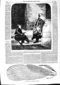 Original Old Antique Print 1855 Spahi Zouave Fenton Lattice Plant Madagascar