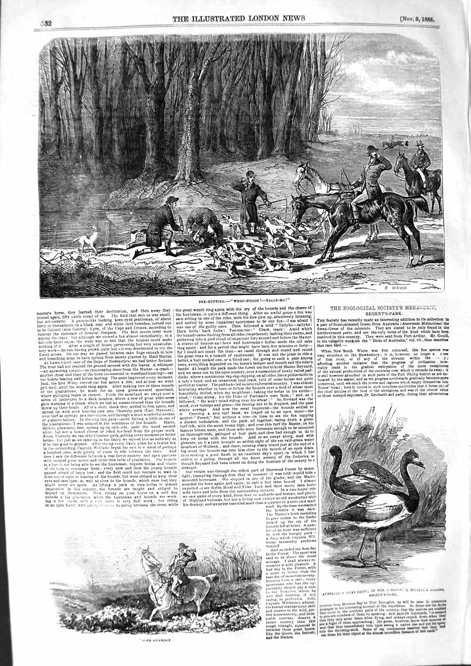 Original Old Antique Print 1855 Fox Hunting Horse Sport Australian Swan Geese
