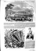 Original Old Antique Print 1855 Bideford Extension Railway December Flowers