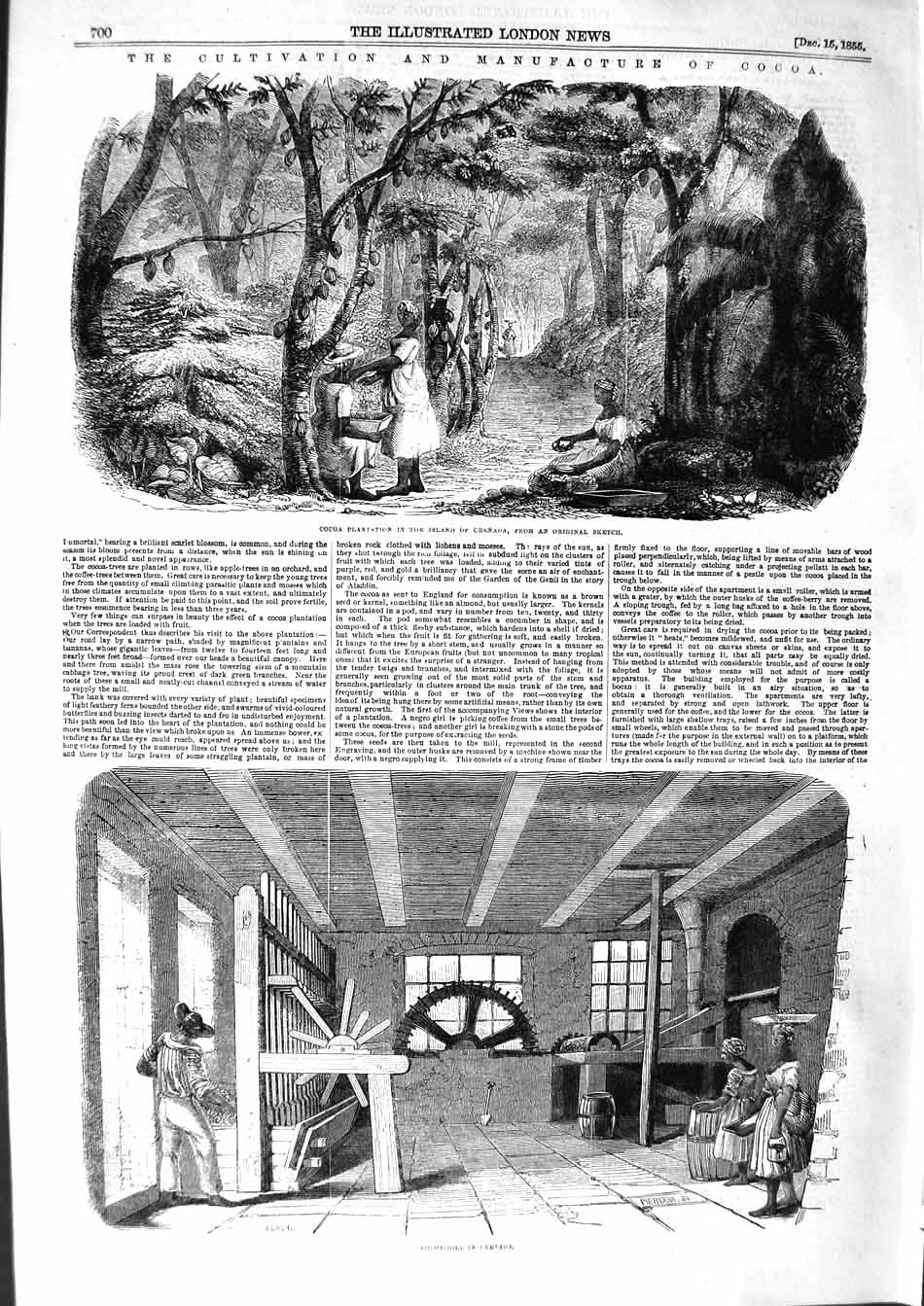 Original Old Antique Print 1855 Cocoa Plantation Mill Cultivation Victorian