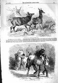Original Old Antique Print 1855 Royal Stags Woodman Farmer'S Glory Horse Fair