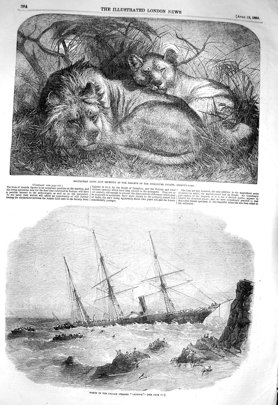 Original Old Antique Print 1856 Babylonian Lions Ship Wreck Steamer Cazador