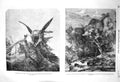 Original Old Antique Print 1856 Geefalcons Kite Birds Prey Ravine Glen Tilt Art