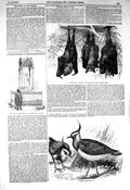 Original Old Antique Print 1856 Flying Foxes Plovers Birds Monument John 19th