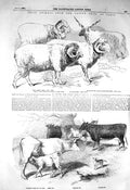 Old Antique Print 1856 Cattle Show Paris Saxon Sheep Cow Calf Agriculture 19th