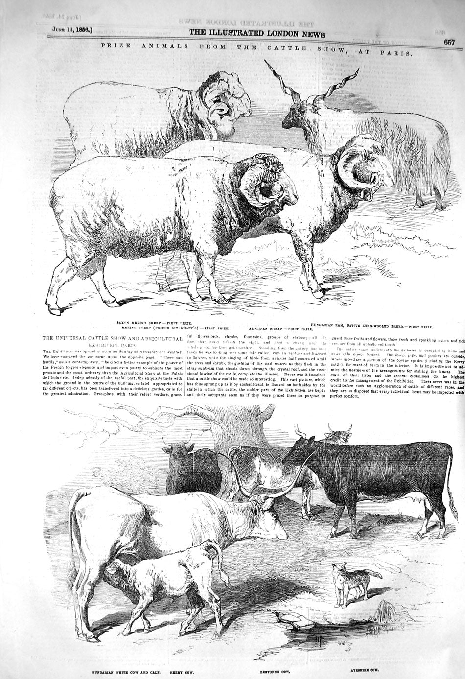 Old Antique Print 1856 Cattle Show Paris Saxon Sheep Cow Calf Agriculture 19th