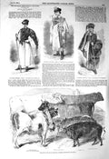 Old Antique Print 1856 Hungarian Shepherd Herdsman Cattle Paris Pigs Bull 19th