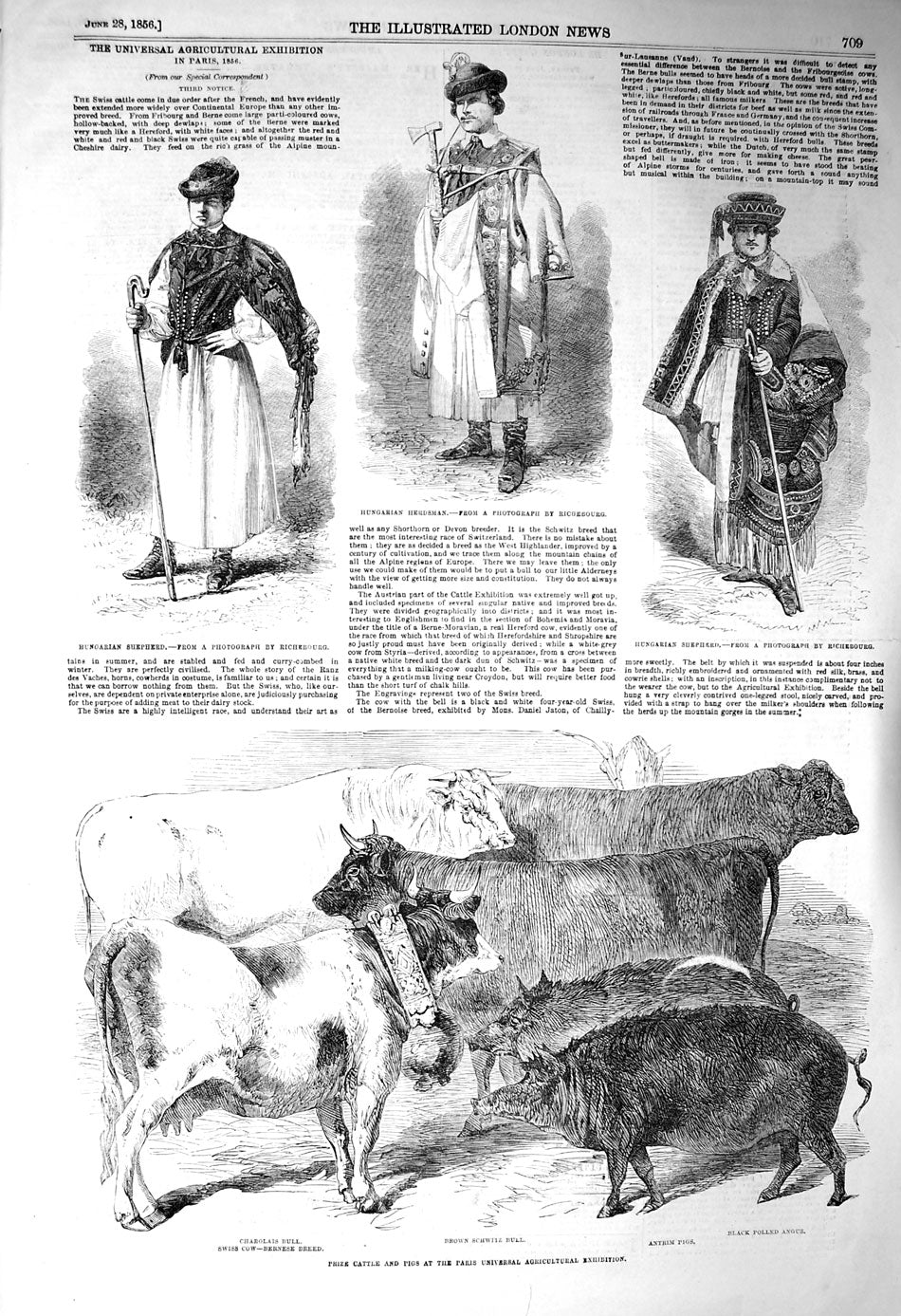 Old Antique Print 1856 Hungarian Shepherd Herdsman Cattle Paris Pigs Bull 19th